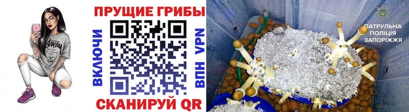 Псилоцибиновые грибы Psilocybine cubensis hydra рабочий сайт Абакан